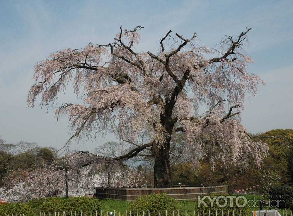 円山公園　枝垂れ桜