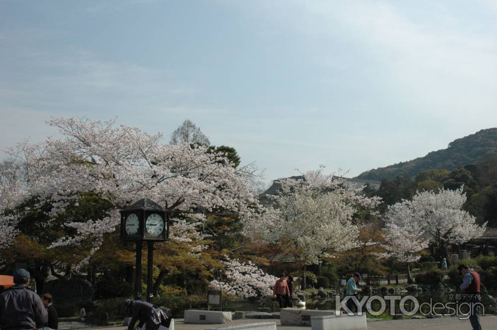 待ち合わせ場所と桜