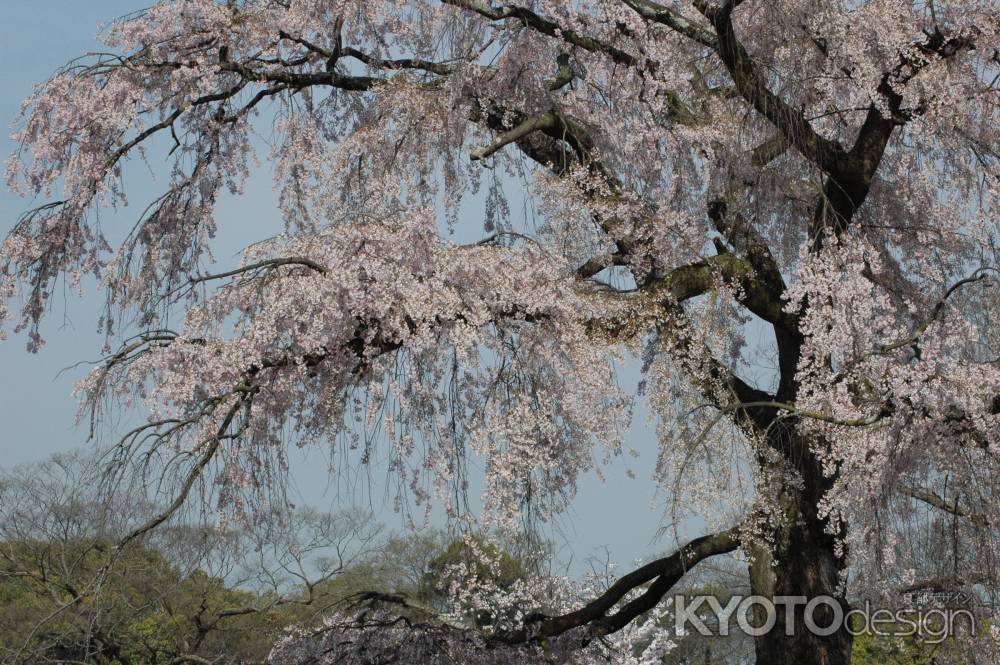 枝垂れ桜のある公園