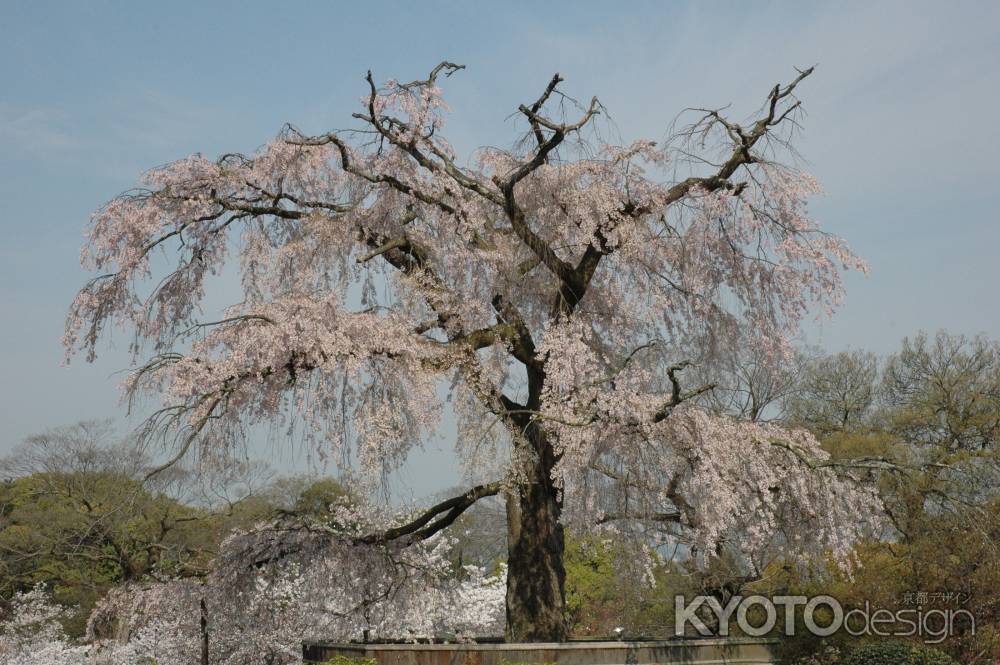 枝垂れ桜のある公園