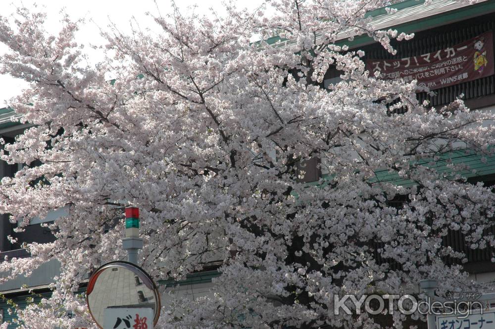 歌舞練場の桜