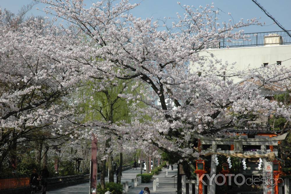 辰巳神社の桜