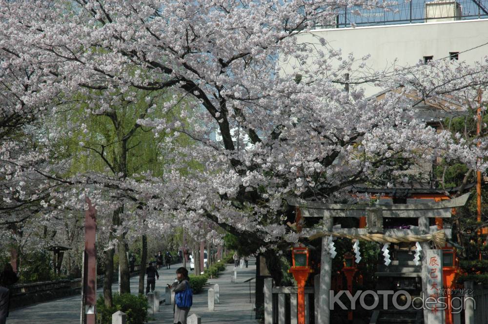 辰巳神社の桜