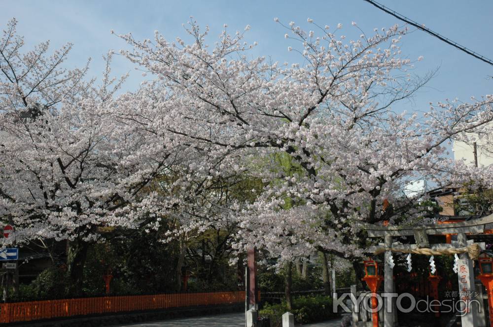 桜咲く辰巳大明神