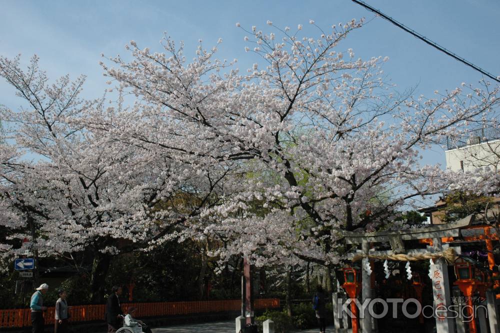 桜咲く辰巳大明神