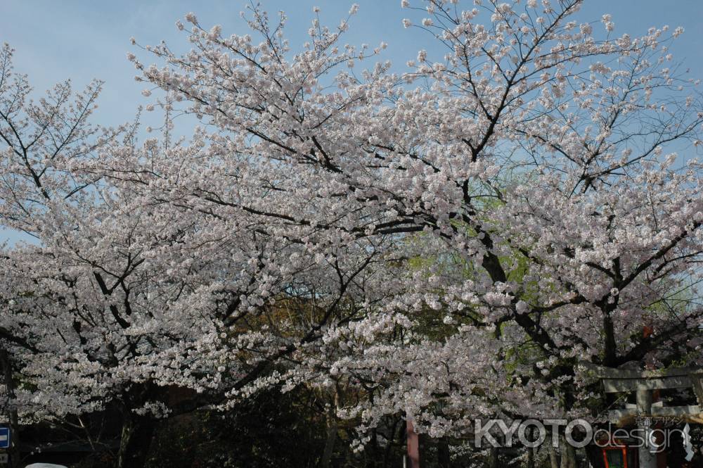 桜咲く辰巳大明神