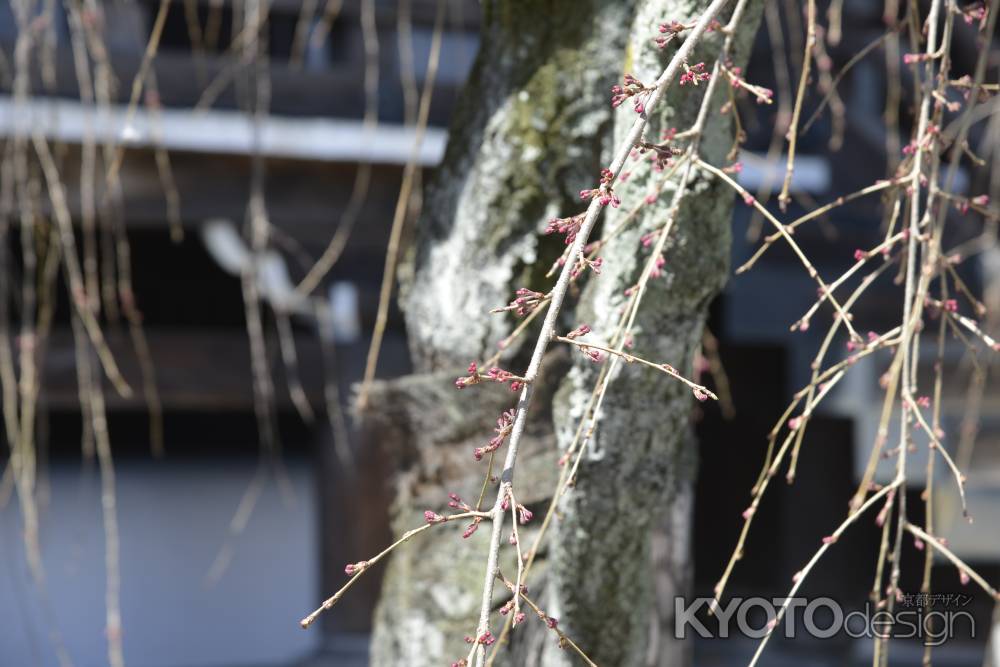 佛光寺　2018枝垂れ桜の蕾