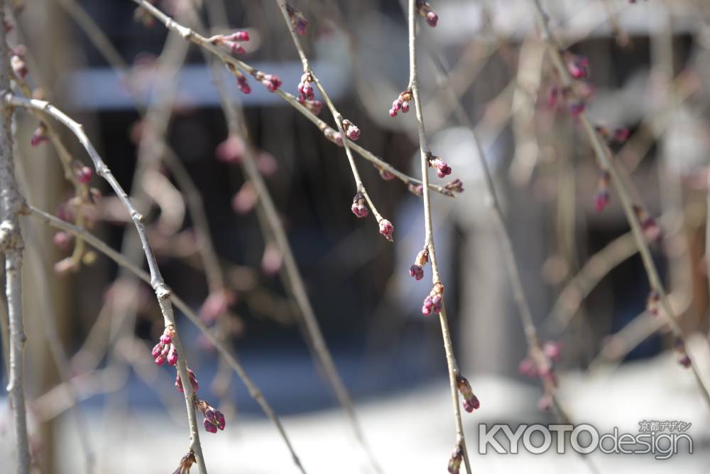 佛光寺　2018枝垂れ桜の蕾2