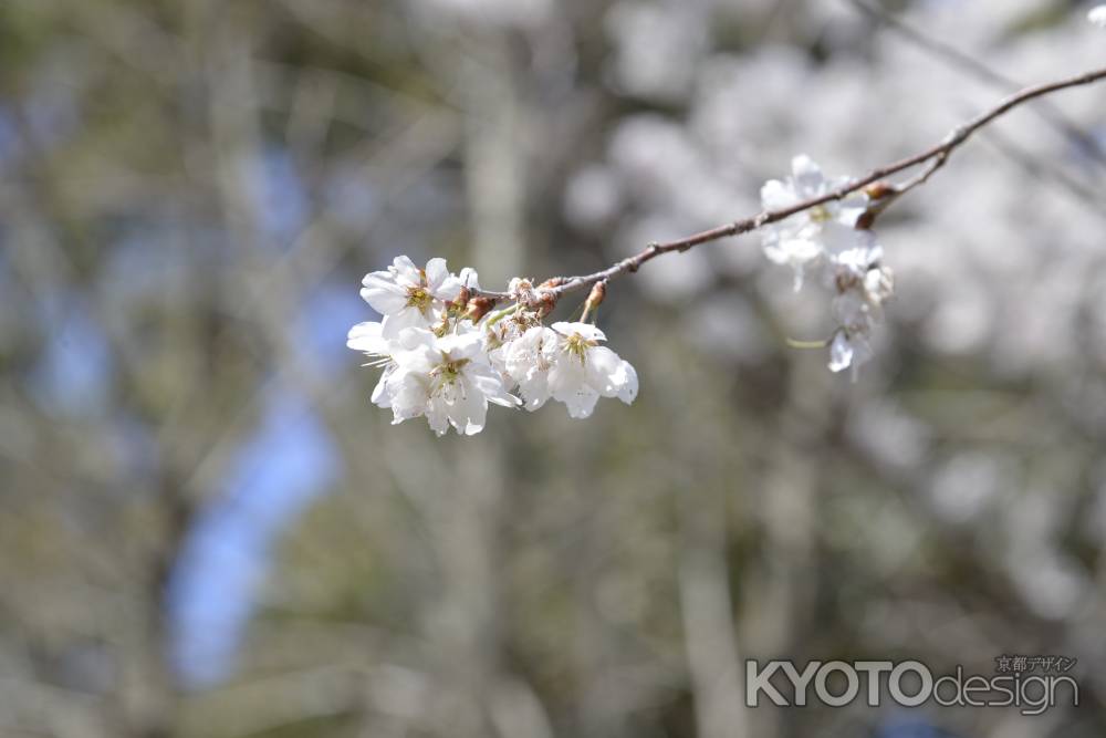 京都府立植物園の桜２　2018