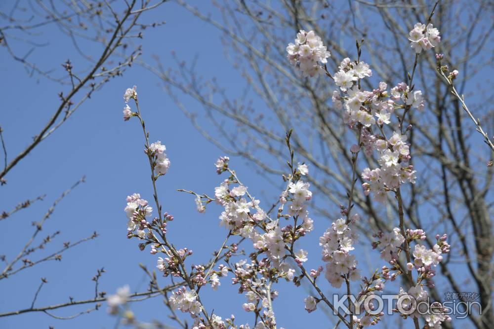 京都府立植物園 2018桜5