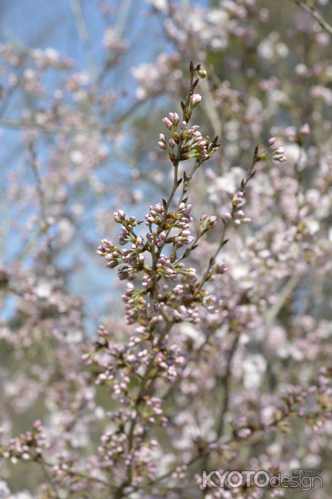 京都府立植物園 2018桜6