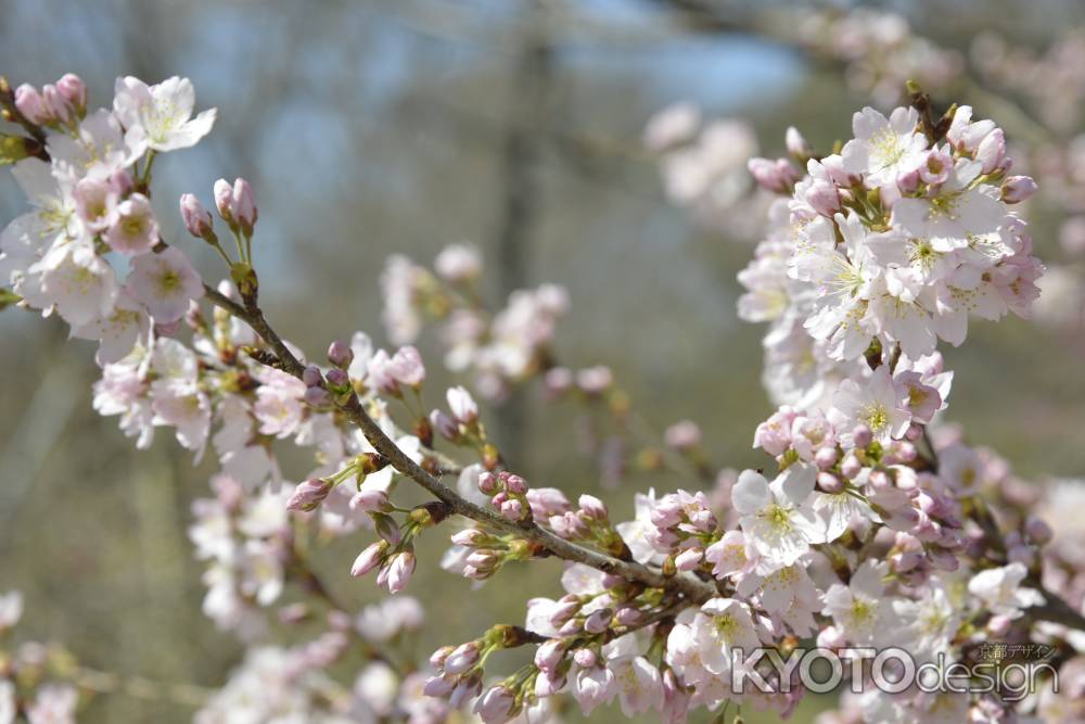 京都府立植物園 2018桜8