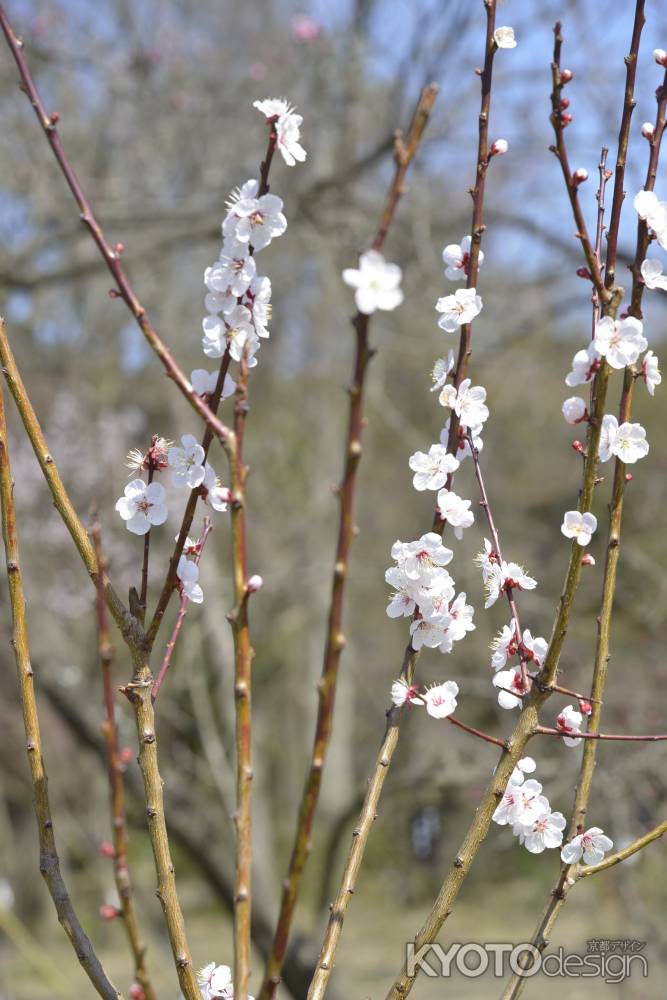 京都府立植物園 2018桜12