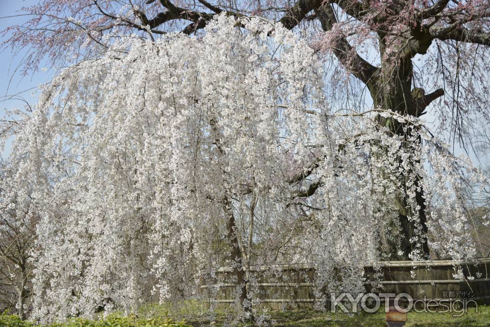 円山公園　枝垂れ桜1