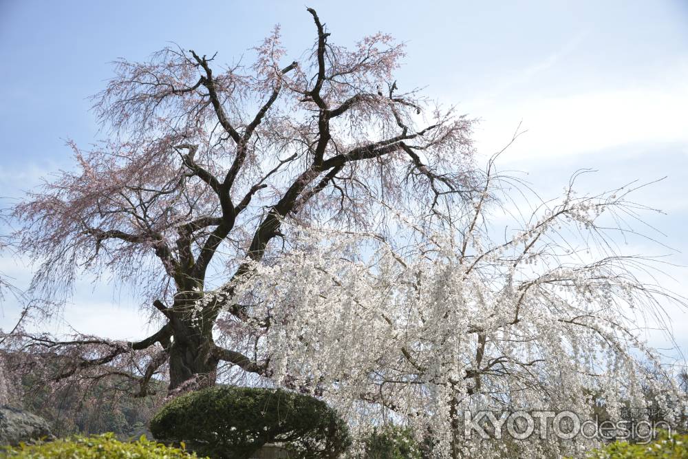 円山公園　枝垂れ桜3