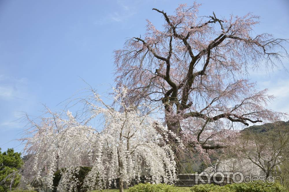 円山公園　枝垂れ桜4