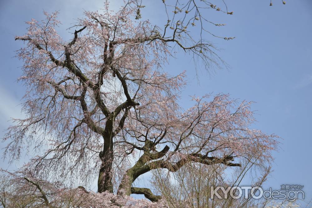 円山公園　青空と枝垂れ桜2