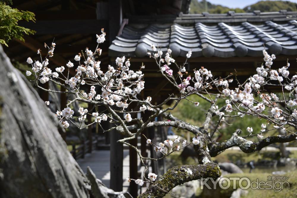 高台寺　桜2