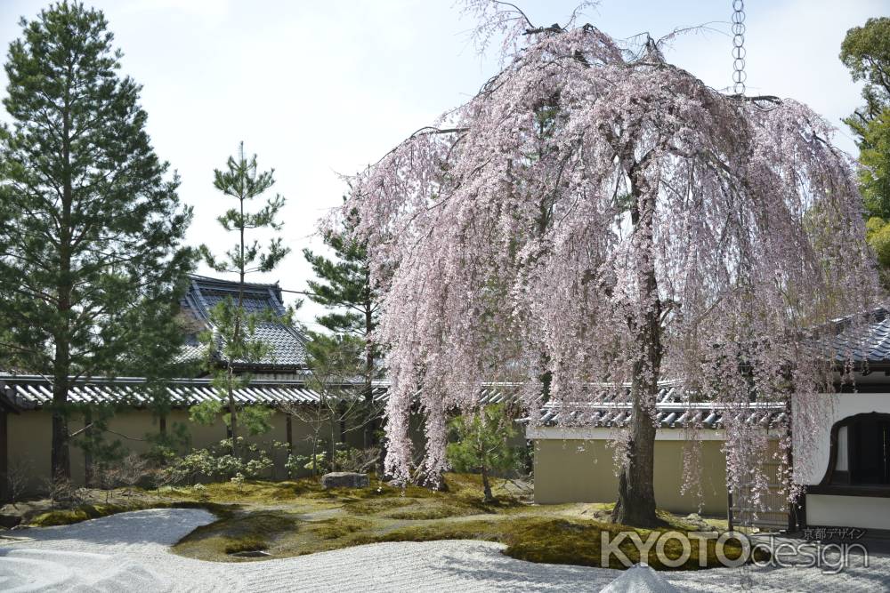 高台寺　方丈前庭の枝垂れ桜1