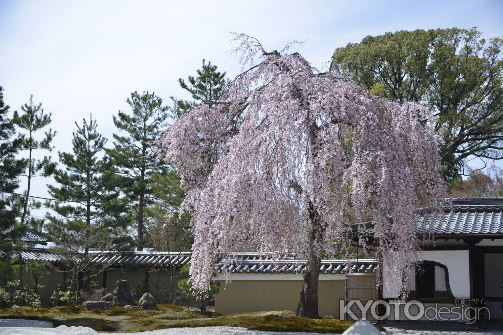 高台寺　方丈前庭の枝垂れ桜4