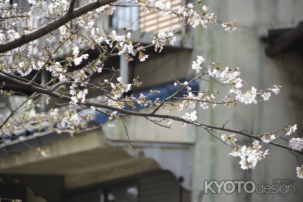 高瀬川　桜2