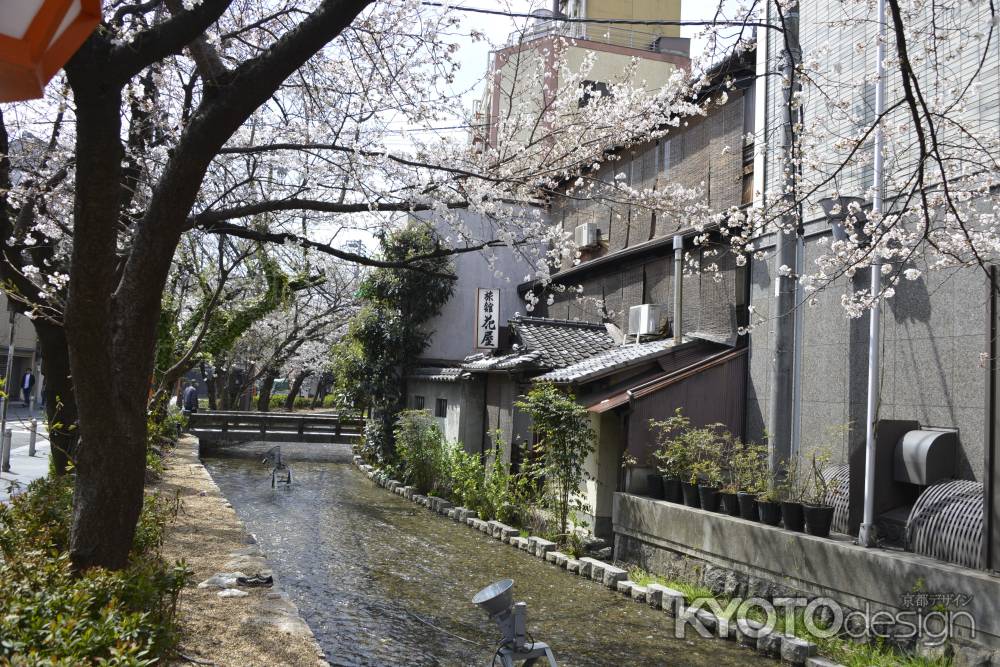 高瀬川　小川と桜1