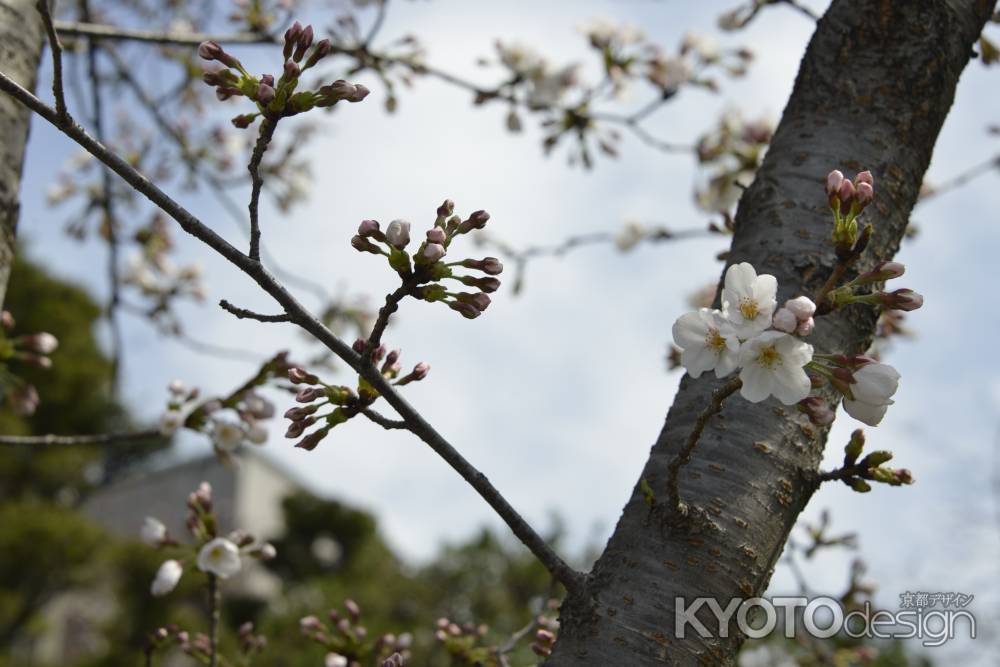 高瀬川　桜4