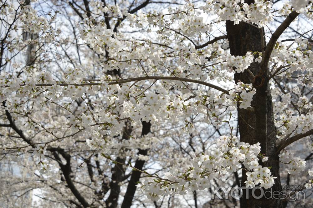 高瀬川　桜5