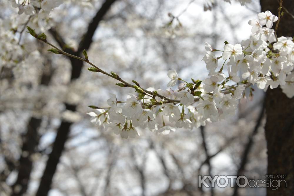 祇園白川　桜6