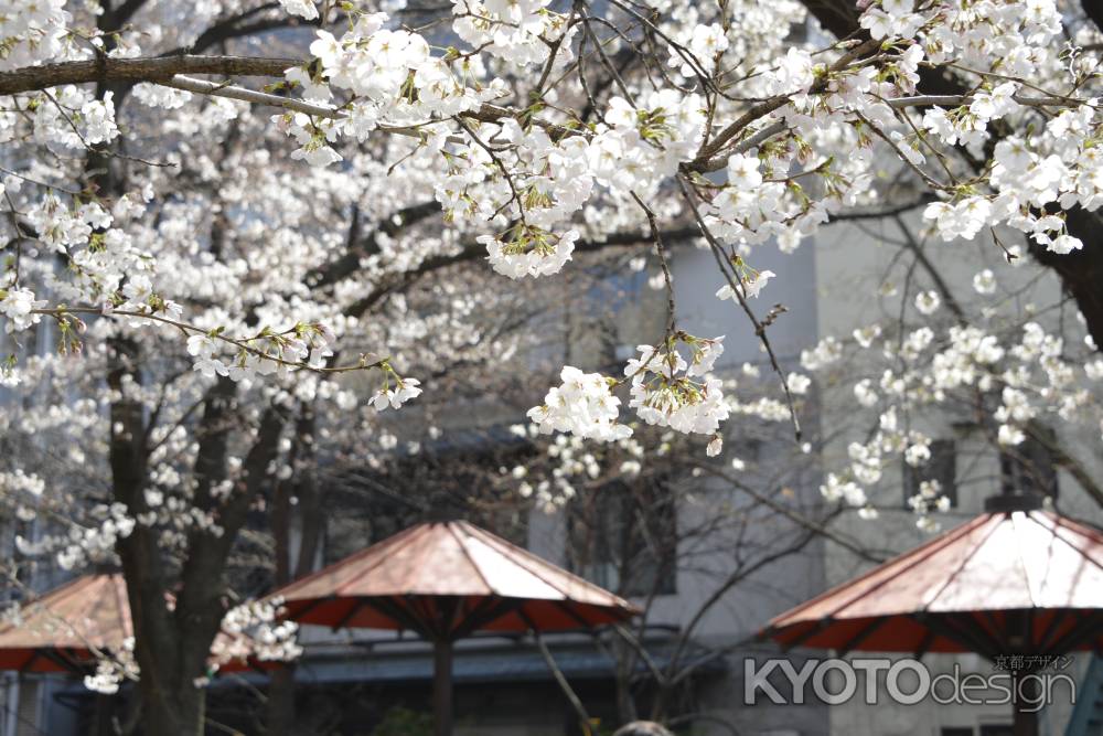 祇園白川　桜7