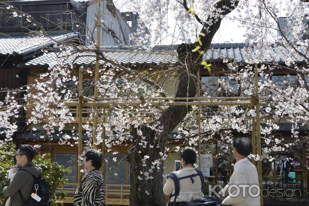 祇園白川　桜8