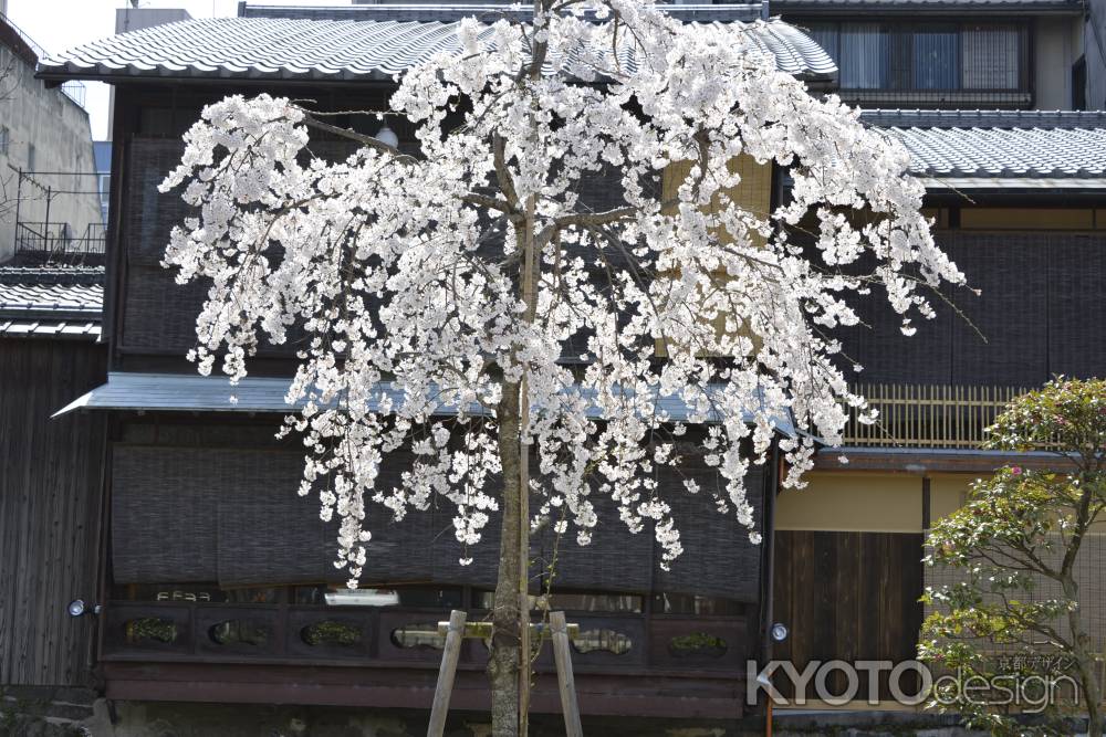 祇園白川　桜9