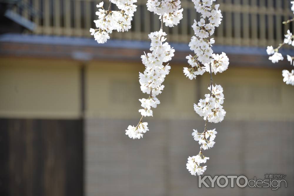 祇園白川　桜10