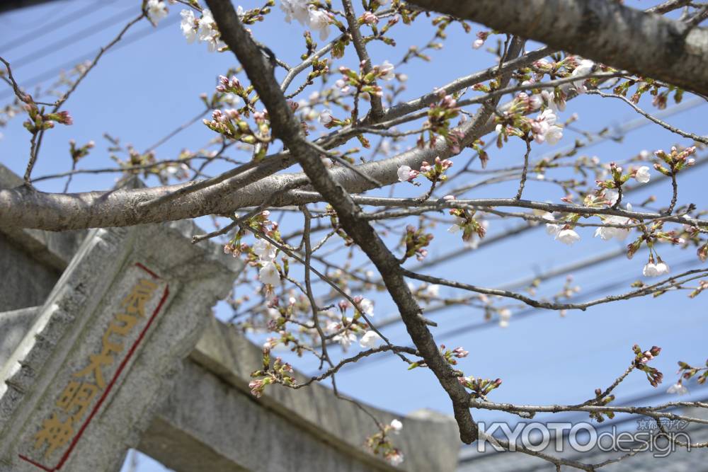 祇園白川　辰巳神社　桜