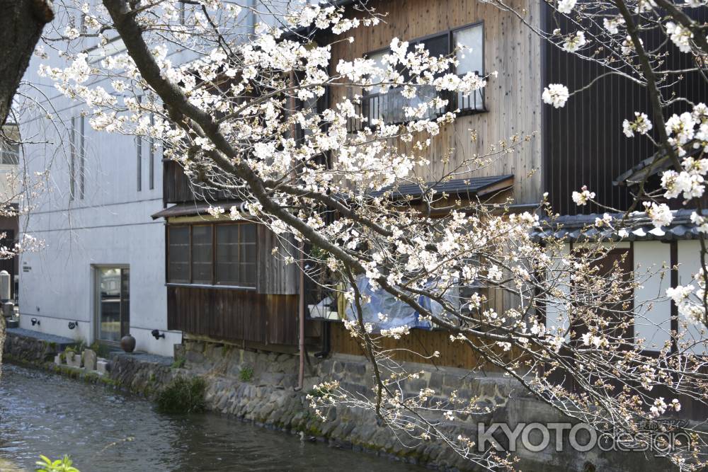 祇園白川　桜11