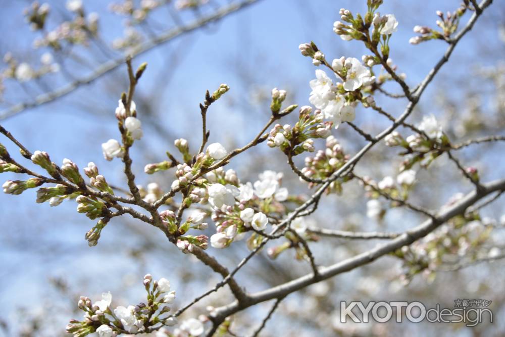 祇園白川　桜のつぼみ