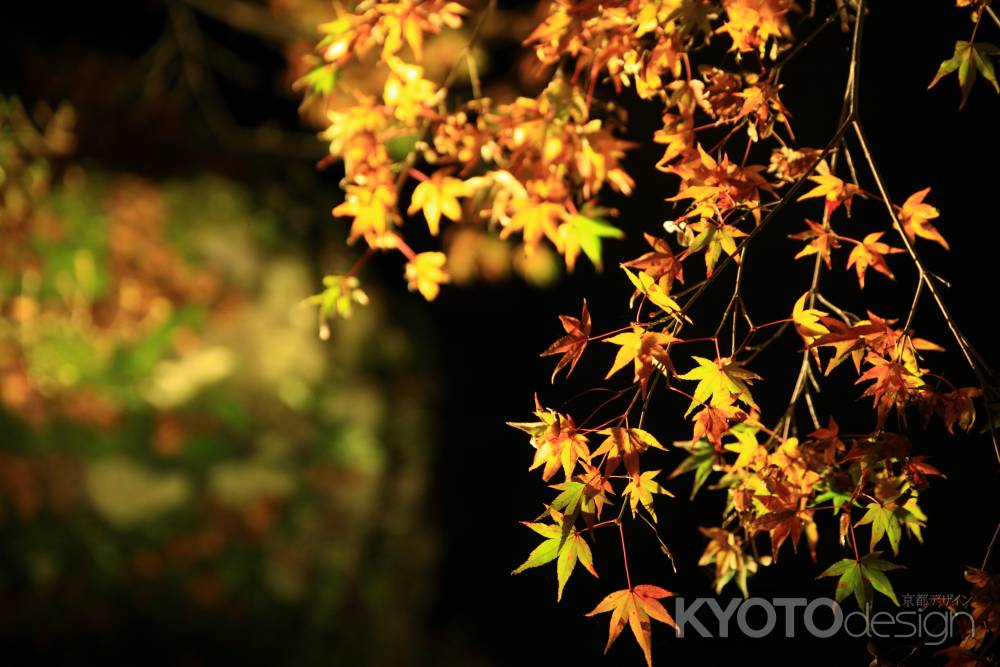 醍醐の紅葉