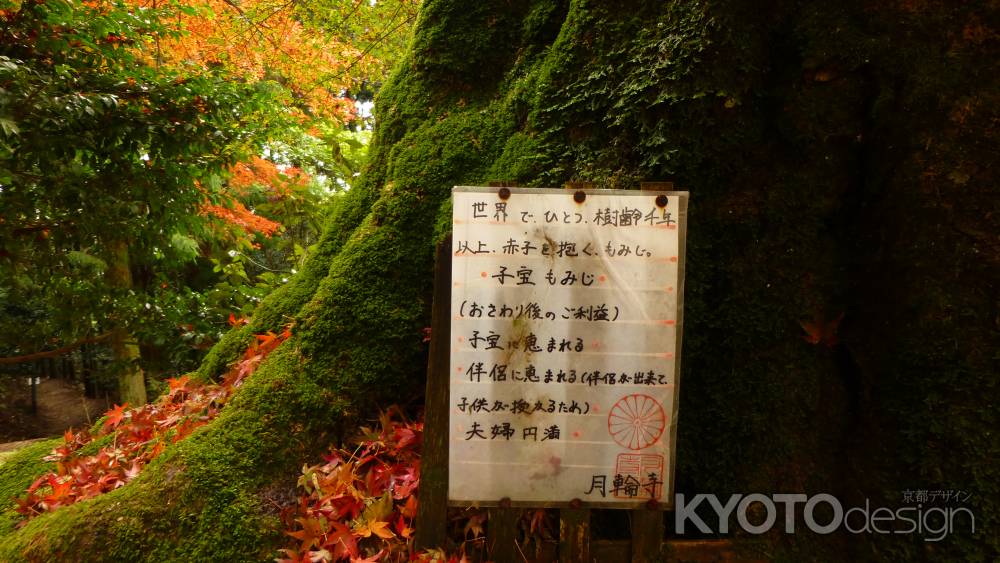 京都愛宕「月輪寺」秋の風景①