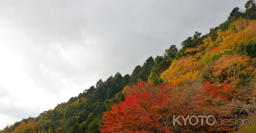 京都愛宕「月輪寺」秋の風景⑤山紅葉