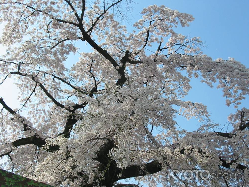 岡崎の桜