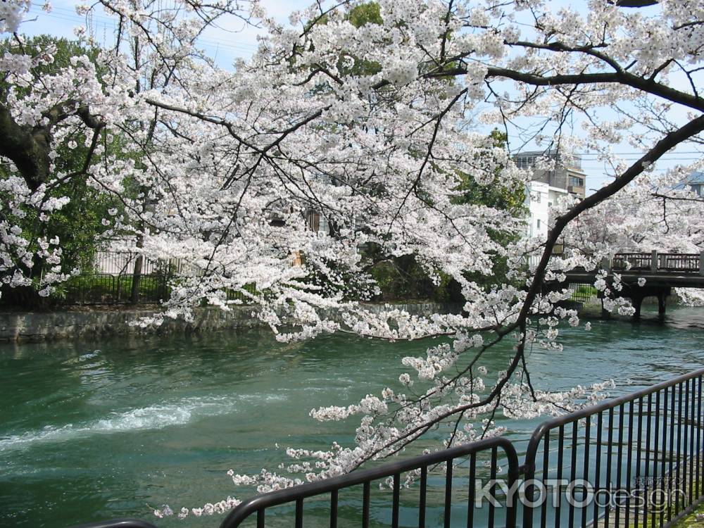 疏水の流れと桜