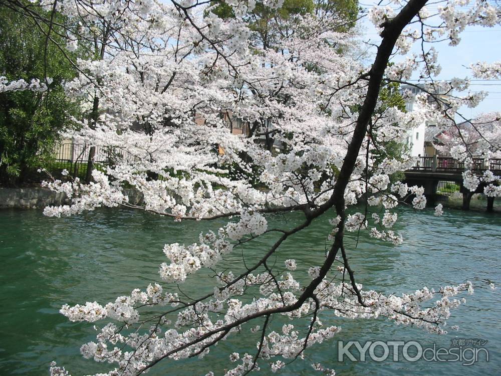 疏水と桜