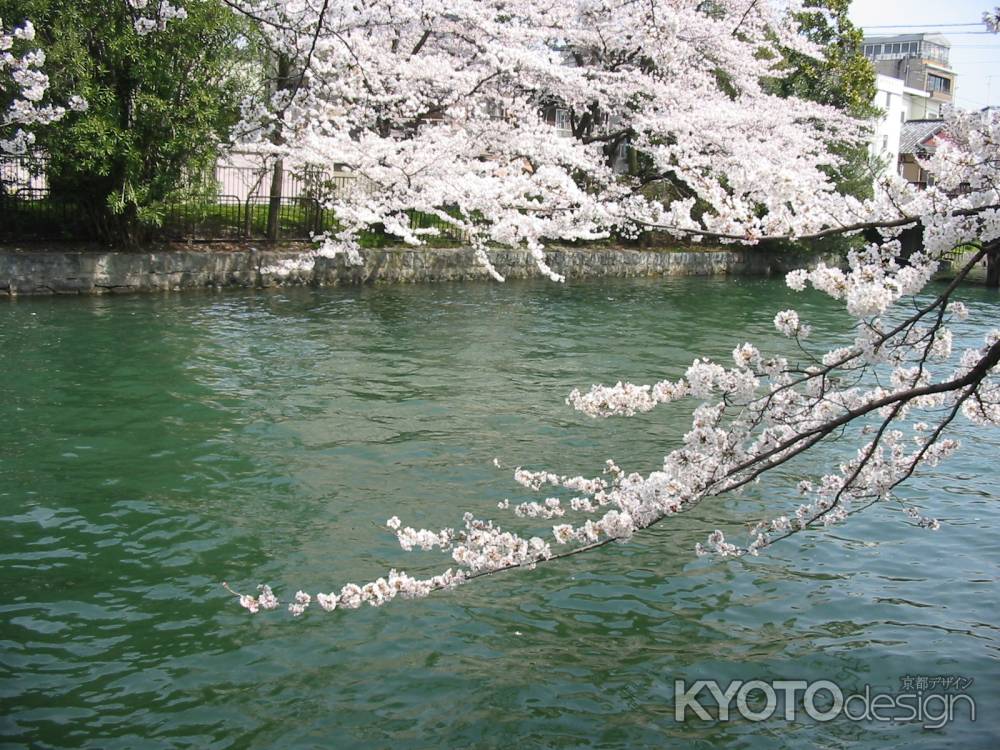 疏水と桜