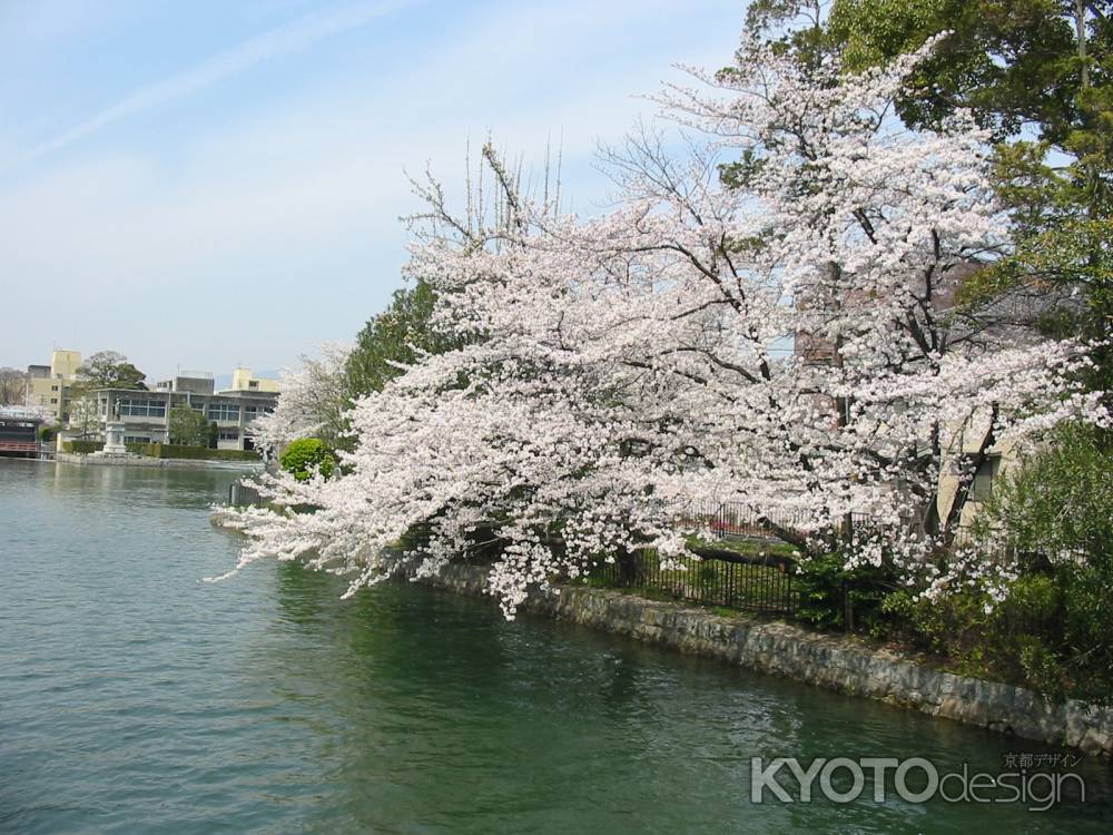 疏水と桜