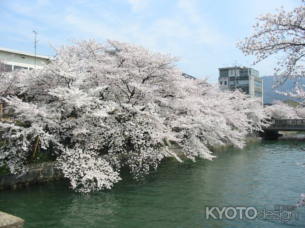 疏水と桜