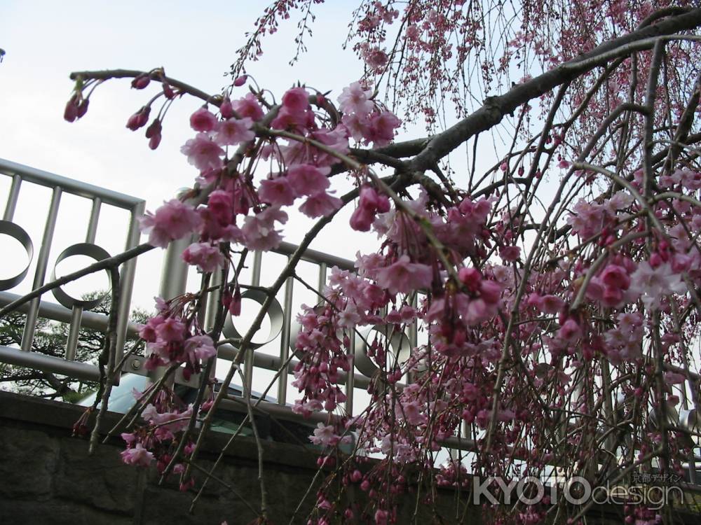 岡崎の桜