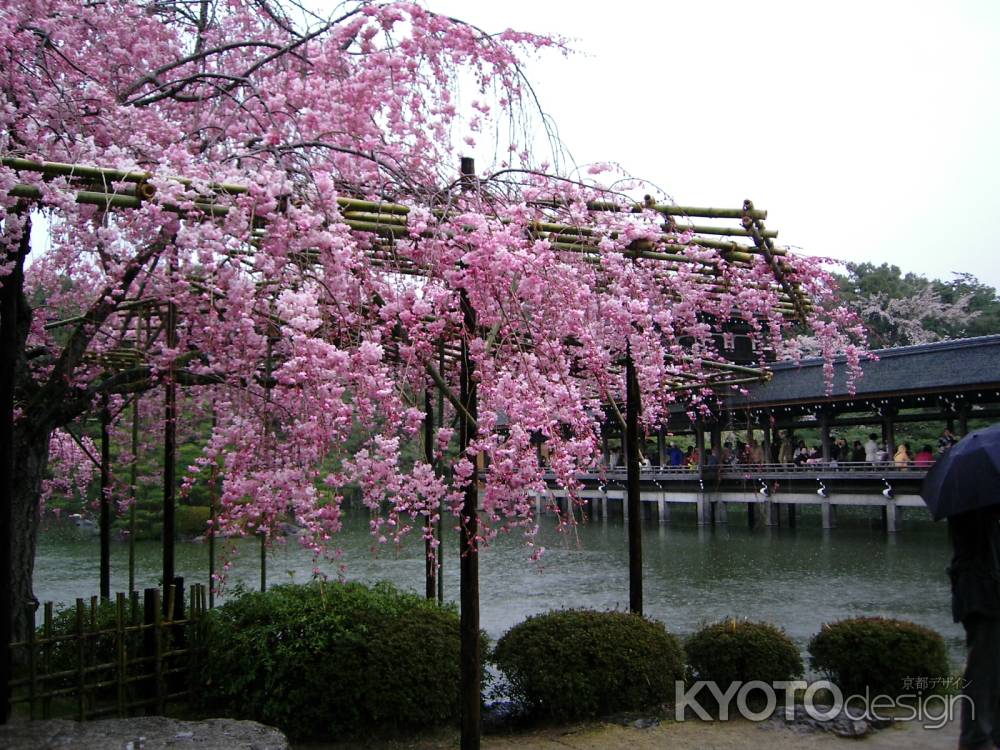 雨の平安神宮　咲き誇る桜