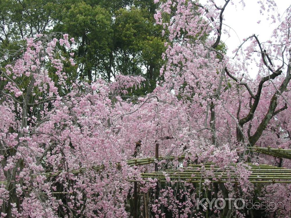 平安神宮の桜