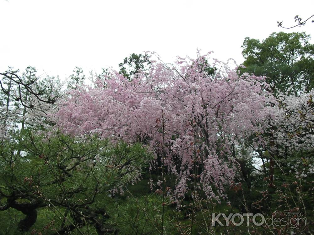 平安神宮の桜