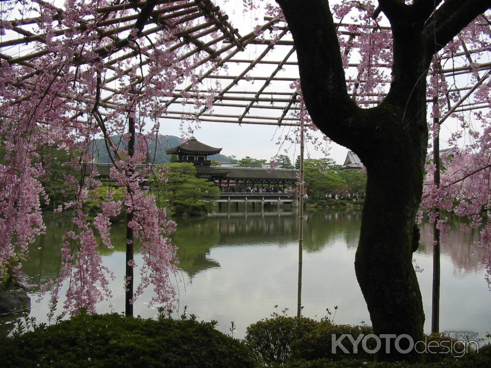 春の平安神宮（東神苑）のしだれ桜